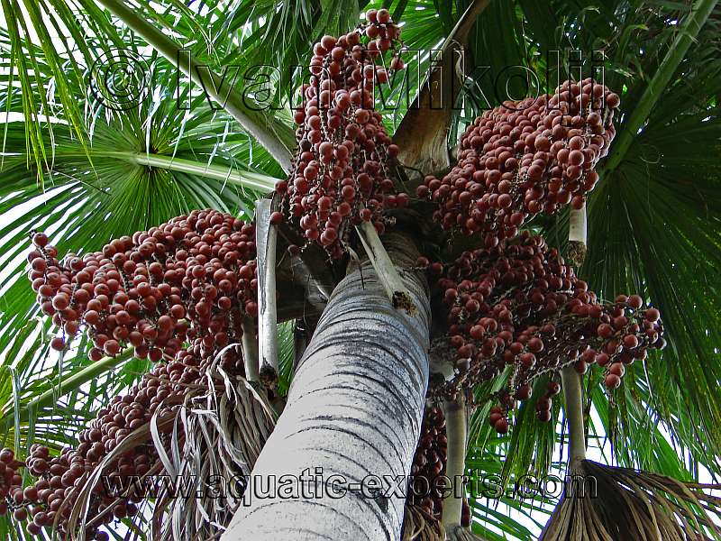 tree of life,ite palm,ita,buriti,aguaje,shambo,canangucho